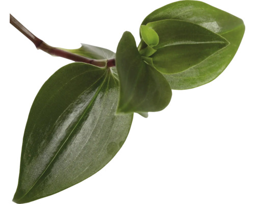 Närbild av en Tradescantia TriColour stickling