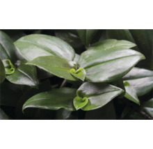 Närbild av en Tradescantiaväxt med gröna blad.