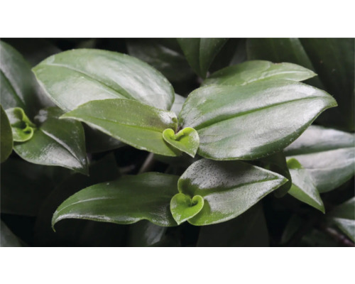 Närbild av en Tradescantiaväxt med gröna blad.