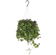 Hängande växt med gröna blad och krok