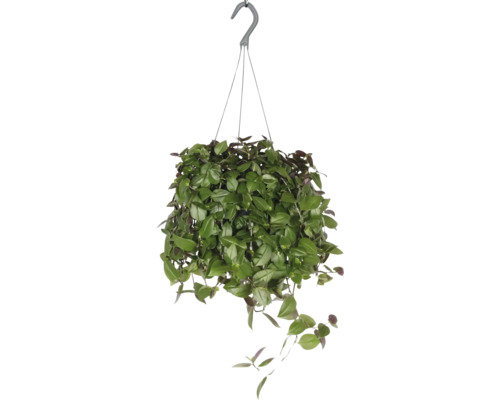 Tremastarblomma, zebrablad ampel FLORASELF Tradescantia 'Green Hill' ampelstorlek Ø17cm Hängande växt med gröna blad och krok