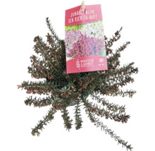 Vinterljung i kruka med produktetikett Winter Ladies, Nature''s Best Erica, frostbeständig ner till minus 20 grader.