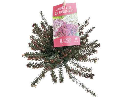 Vårljung mix FLORASELF Erica carnea 'Winterladies' krukstorlek Ø9,5cm