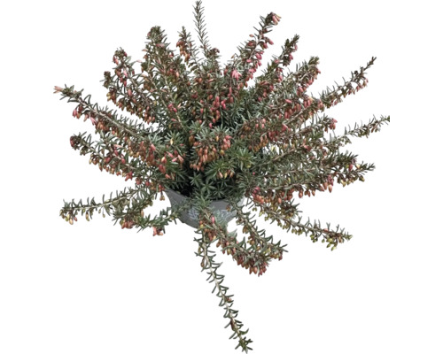 Blommande ljung i kruka för trädgården