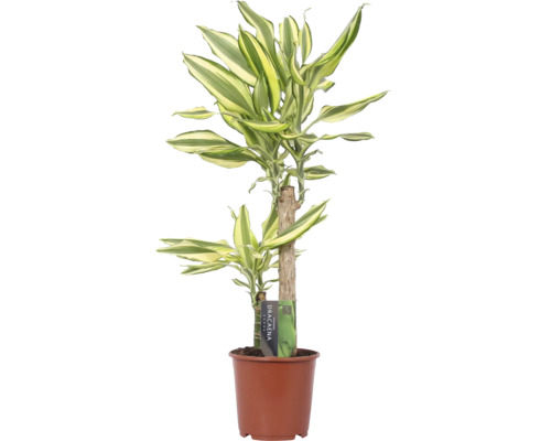 Dracena FLORASELF Dracaena 'Yellow Coast' 70-80cm krukstorlek Ø17cm