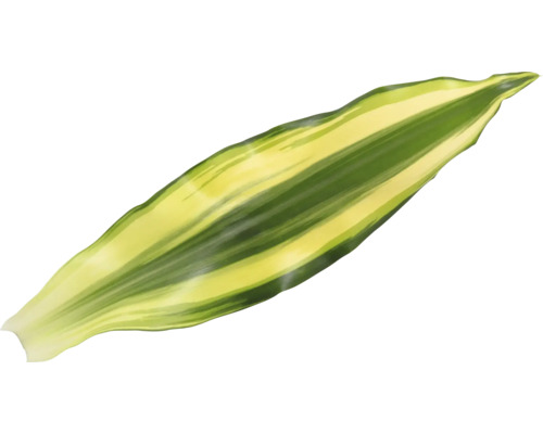 Enkelt blad från en grön växt