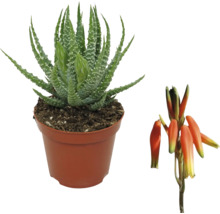 Aloe Vera växt i kruka med blomma