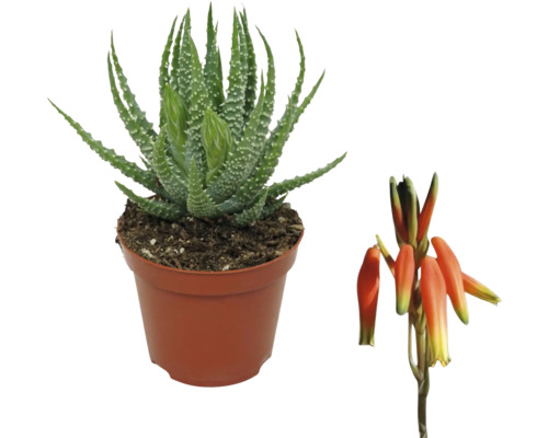 Aloe Vera växt i kruka med blomma