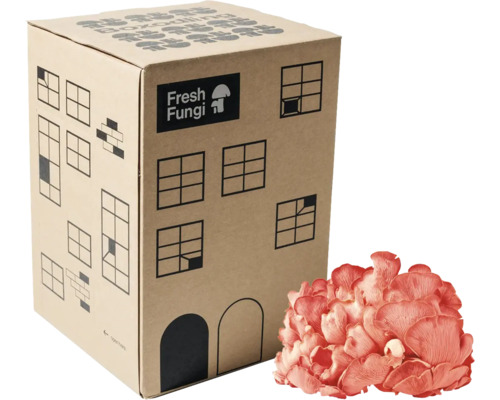 Svampodling Fresh Fungi Box Pink Oyster