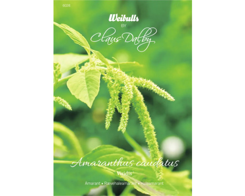 Blomfrö WEIBULLS by Claus Dalby Amarant Amaranthus Caudatus 'Viridis'