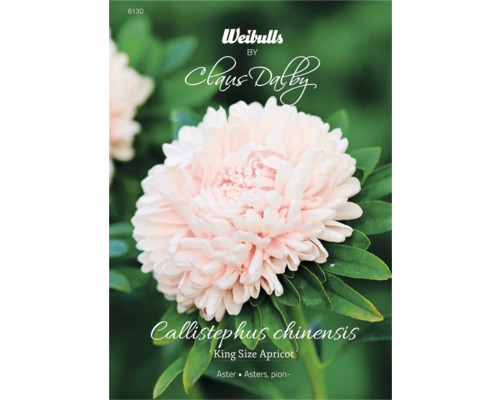 Blomfrö WEIBULLS by Claus Dalby Pionaster Callistephus chinensis King Size Apricot Callistephus chinensis ''King Size Apricot'' Aster fröförpackning