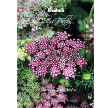 Blomstermorotfrön av märket Weibulls