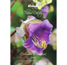 Cobaea scandens Violet blomfröpaket