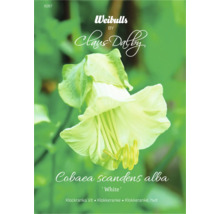 Fröförpackning Cobaea scandens alba White