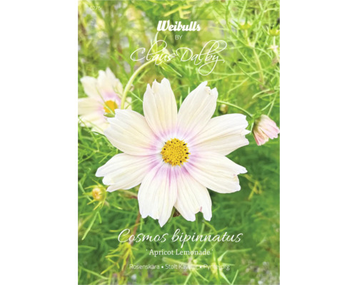 Blomfrö WEIBULLS by Claus Dalby Rosenskära Cosmos bipinnatus 'Apricot Lemonade' Fröförpackning Cosmos bipinnatus ''Apricot Lemonade''