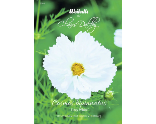 Blomfrö WEIBULLS by Claus Dalby Rosenskära Cosmos bipinnatus 'Fizzy White'