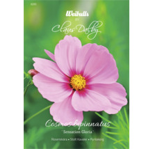Fröförpackning Cosmos bipinnatus ''Sensation Gloria'' med Weibulls logotyp