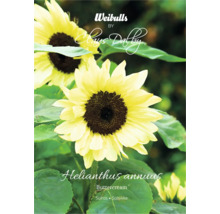 Solrosor av sorten Helianthus annuus Buttercream