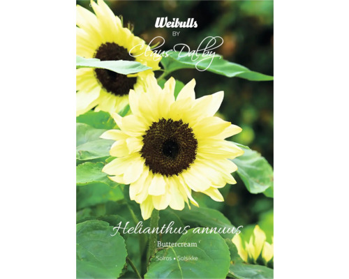 Blomfrö WEIBULLS by Claus Dalby Solros Helianthus annuus 'Buttercream' F1