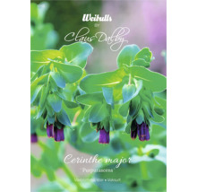Cerinthe Major ''Purpurascens'' frön