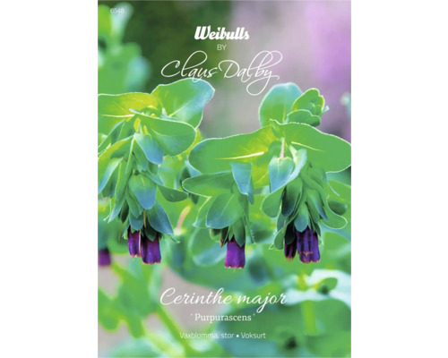Blomfrö WEIBULLS by Claus Dalby Stor vaxblomma Cerinthe major 'Purpurascens' Cerinthe Major ''Purpurascens'' frön
