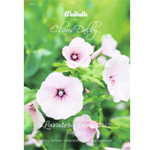 Lavatera trimestris Pink Blush blomma