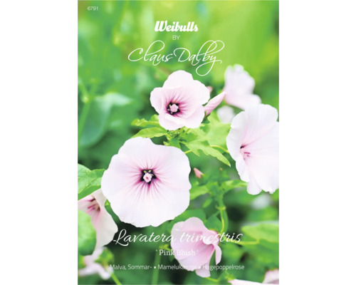 Blomfrö WEIBULLS by Claus Dalby Sommarmalva Lavatera trimestris 'Pink Blush' Lavatera trimestris Pink Blush blomma