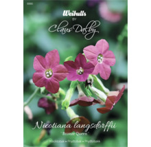 Förpackning med blomstertobak Nicotiana langsdorffii Bronze Queen