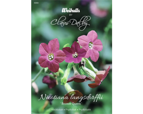 Blomfrö WEIBULLS by Claus Dalby Klocktobak Nicotiana langsdorffi 'Bronze Queen' Förpackning med blomstertobak Nicotiana langsdorffii Bronze Queen