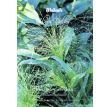 Prydnadsgräsfrö WEIBULLS by Claus Dalby Buketthirs Panicum elegans 'Frosted Explosion'