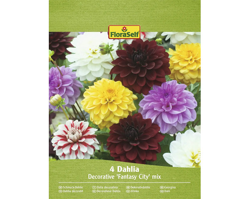 Blomsterlökar FLORASELF Dahlia 'Decorative Fantasy City-mix' 4st