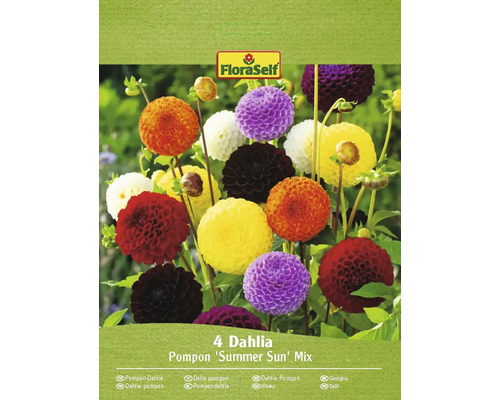 Blomsterlökar FLORASELF Dahlia 'Pompon Summer Sun' 4st