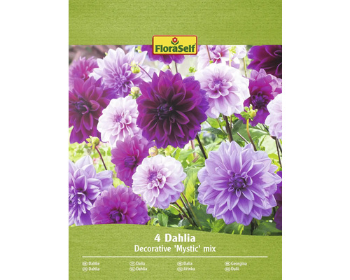 Blomsterlökar FLORASELF Dahlia Decorative Mystic Mix 4st