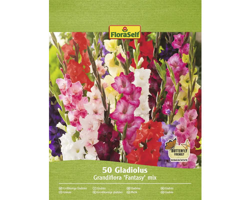 Blomsterlökar FLORASELF Gladiolus storblommig 'Fantasy Mix' 50st