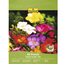 FloraSelf Fresia blomsterlökar, Sweet Scents mix, förpackning med 50 stycken