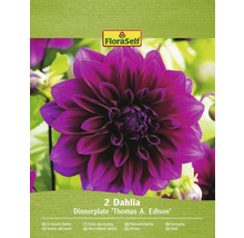 Två dahlior av sorten Dinnerplate Thomas A. Edison