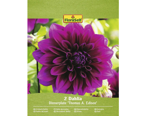 Blomsterlökar FLORASELF Dahlia 'Thomas Edison' 2st