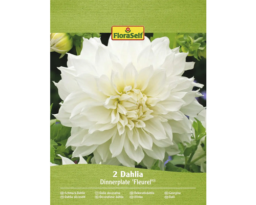 Blomsterlökar FLORASELF Dahlia Dinnerplate 'Fleurel' 2st