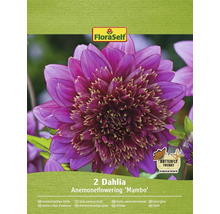 Förpackning med två anemonblommande dahlior av sorten ''Mambo''