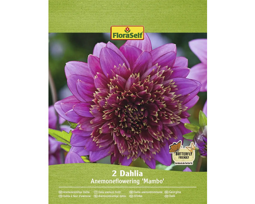 Blomsterlökar FLORASELF Dahlia 'Mambo' 2st