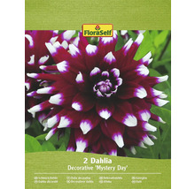Förpackning med två dekorativa dahlior av sorten Mystery Day