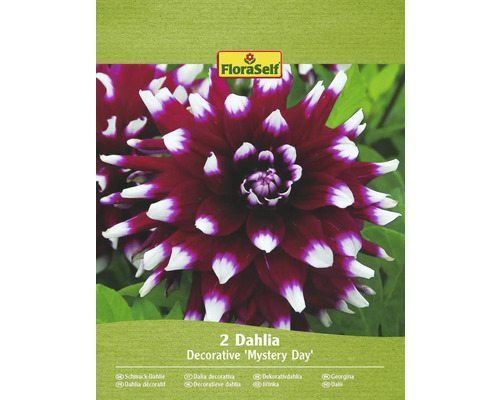 Blomsterlökar FLORASELF Dahlia 'Mystery Day' 2st