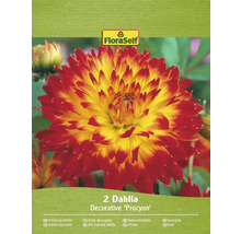 Förpackning med två dekorativa Procyon dahlior