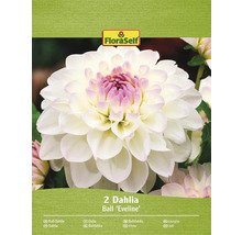 Förpackning med bolldahlia av sorten Eveline från FloraSelf