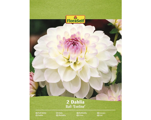 Blomsterlökar FLORASELF Dahlia 'Eveline' 2st