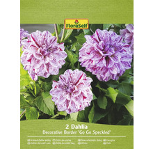 Förpackning med två låga dekorativa dahlior Go Go Speckled