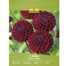 Två pompondahlior ''Natal'' i ett paket från FloraSelf