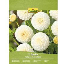 Förpackning med två FloraSelf Pompon Dahlia Snowflake blomsterlökar