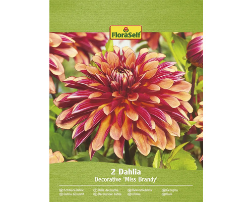 Blomsterlökar FLORASELF Dahlia 'Miss Brandy' 2st