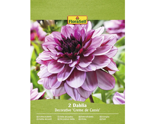 Blomsterlökar FLORASELF Dahlia 'Creme de Cassis' 2st